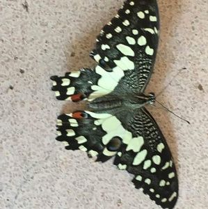 Meet your Posher, Heather